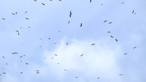 flock of Asian openbill