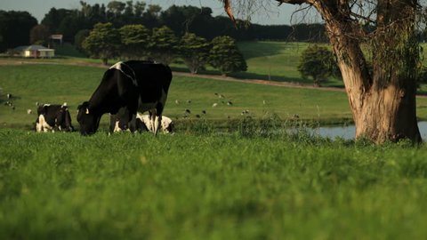 Cows graze in a green field, the farm pasture includes a tree, a lake and a farmhouse in the background, the shot includes a jib move upwards