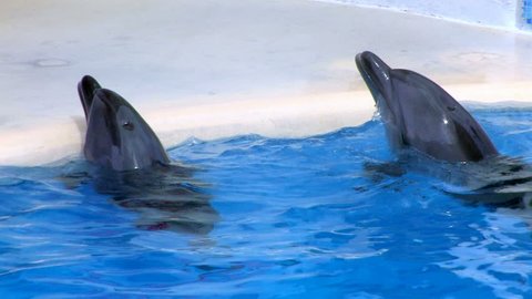 HD Two Dolphins swimming in blue water, closeup, Canon XH A1, FullHD video, 1080p, 25fps, progressive scan 