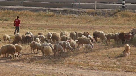 Beer-Sheva, Israel - April 23: Shepherd leading flock of sheep down a road to pasture, April 23, 2014 in Beer-Sheva, Israel
