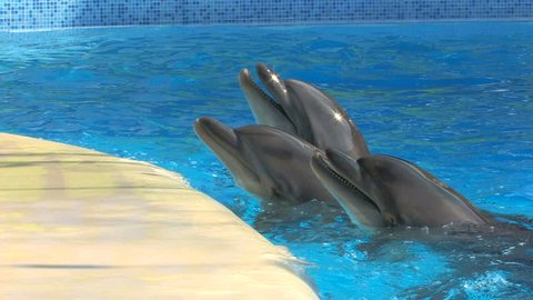 HD Three smiling dolphins playing in blue water, closeup, Canon XH A1, FullHD video, 1080p, 25fps, progressive scan 