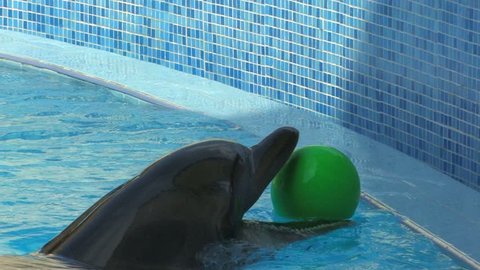 HD Peforming Dolphin playing with green ball, closeup, Canon XH A1, FullHD video, 1080p, 25fps, progressive scan 