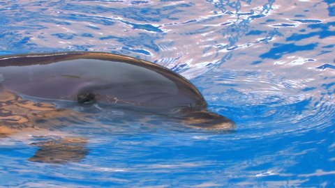 HD Dolphin swimming in blue water, looking at camera, , closeup, Canon XH A1, FullHD video, 1080p, 25fps, progressive scan 