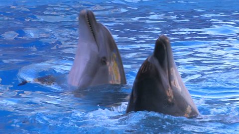 HD Two dolfins moving around in blue water, closeup, Canon XH A1, FullHD video, 1080p, 25fps, progressive scan 