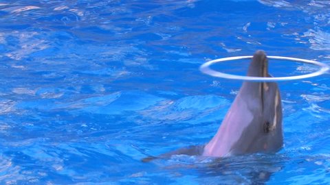 HD Three dolphins turning hoops on the noses in blue water, closeup, Canon XH A1, FullHD video, 1080p, 25fps, progressive scan 