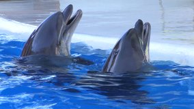 HD Dolphins swimming in blue water, , closeup, Canon XH A1, FullHD video, 1080p, 25fps, progressive scan 