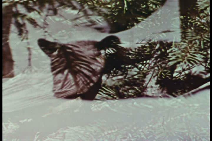 CIRCA 1970s - Animals come out of hiding during the spring in Yellowstone.