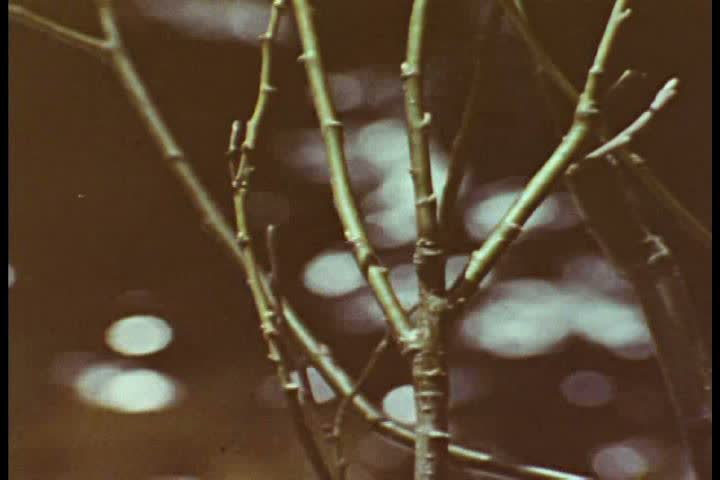 CIRCA 1970s - Plants and animals flourish in the spring in Yellowstone National Park.