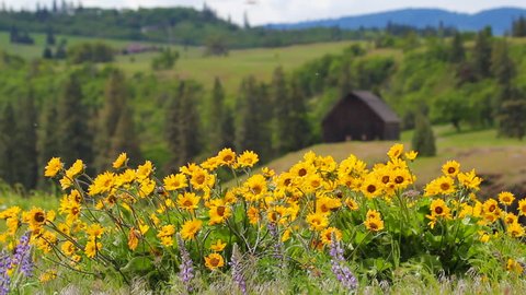 Balsamroot and Lupine Wildflowers Blooming Spring Season on Rolling Hills Landscape in Maryhill Washington on a Windy Day 1920x1080