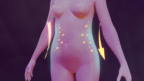 Body slimming animation. Three high quality animation showing the process of weight loss and vanishing of body fat. Best for you commercial movie, video presentation and other production.