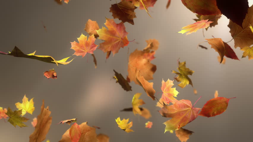 Falling Leaves Loopable Background. High Stock Footage Video (100%