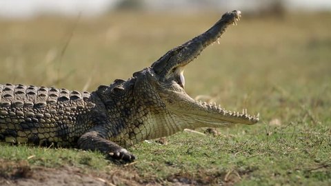Crocodile basking in the sun with it's mouth wide open 
