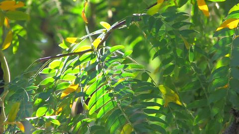 HD Tree branch with green and yellow leaves moving from the wind, Canon XH A1, FullHD video, 1080p, 25fps, progressive scan 