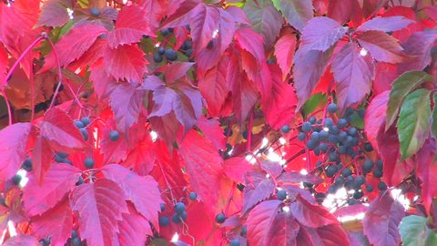 HD Wildgrape branch with red leaves, slightly moving, closeup, Canon XH A1, FullHD video, 1080p, 25fps, progressive scan 