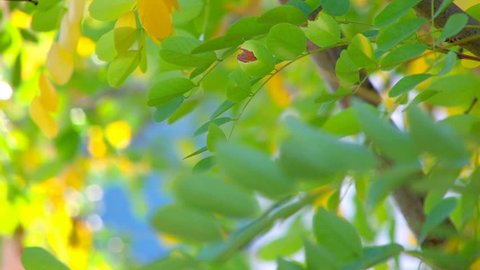 HD Tree branch with green and yellow leaves, slightly moving, closeup, Canon XH A1, FullHD video, 1080p, 25fps, progressive scan 