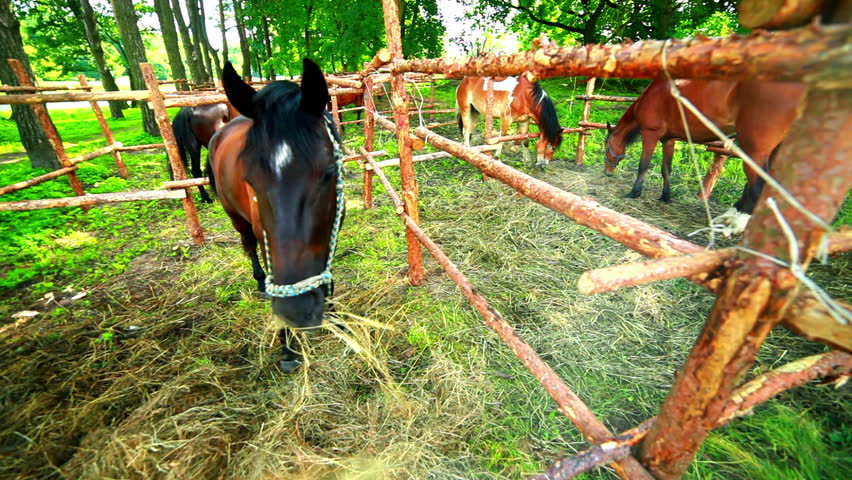 Horse eating hay/Horse feeding/Young horse eat grass/Horse ranch/Mare grazing/Horses at horse farm/Three horses behind fence at ranch/Young horses on pasture