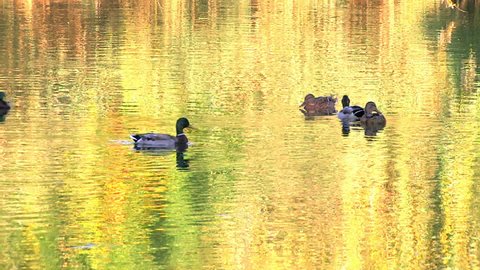 HD Ducks swimming in wonderful colored water, Canon XH A1, FullHD video, 1080p, 25fps, progressive scan 
