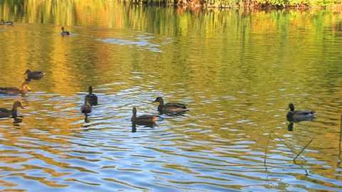 HD Ducks swimming and playing in wonderful colored water, Canon XH A1, FullHD video, 1080p, 25fps, progressive scan 