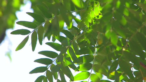 HD Moving tree branch with green leaves isolated on white, Canon XH A1, FullHD video, 1080p, 25fps, progressive scan 