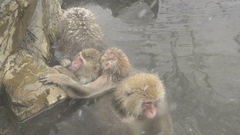 Group of snow monkeys relaxing in an outside hotspring, Jigokudani, Nagano, Japan.