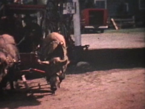 A crazy taxi uses huge pigs to pull people around in this small town in the country in 1964.