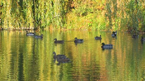 HD Green foliage reflected in the Lake with swimming ducks, Canon XH A1, FullHD video, 1080p, 25fps, progressive scan 
