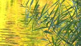 HD Water surface with reeds at sunset, closeup, Canon XH A1, FullHD video, 1080p, 25fps, progressive scan 
