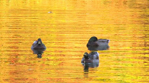 HD Ducks in gold rippled water, Canon XH A1, FullHD video, 1080p, 25fps, progressive scan 