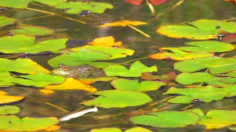 HD Frogs sitting on the lily pads, Canon XH A1, FullHD video, 1080p, 25fps, progressive scan 