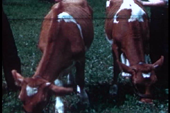 CIRCA 1940s - Farms and fields and cows in 1941.