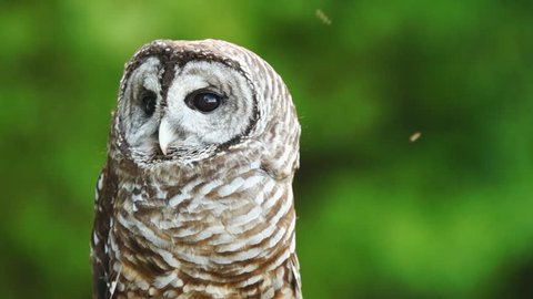The Barred Owl (Strix varia) is a large typical owl native to North America, slow motion, 1/2 natural speed.