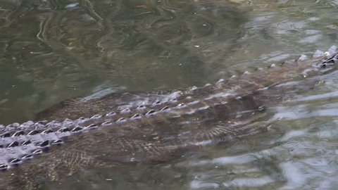 Closeup, an alligator swims into and out of the frame