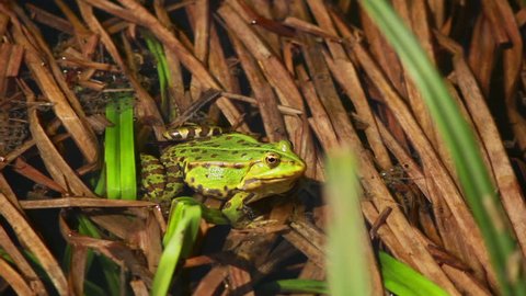 big green frog sitting in the rushes and looking the camera

