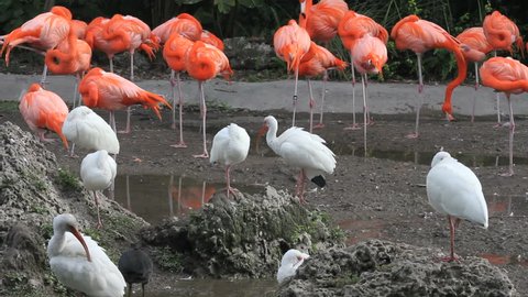American Flamingos and White Ibises in Florida