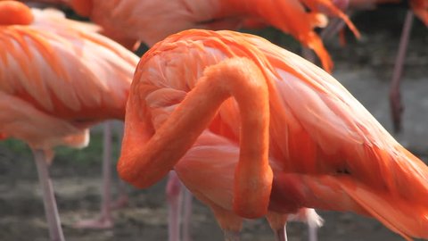 A pink American Flamingo with its flock, grooming itself 