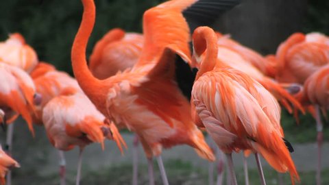 A pink American Flamingo with its flock, grooming itself 