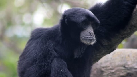 A Siamang Gibbon monkey's neck swells as he prepares to call