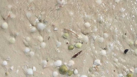 waves washing over seashells in the sand, includes audio
