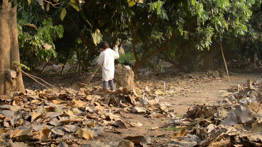 Women sweeping dry leaves in Longan garden.
