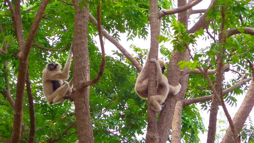 Monkey Climbing a Tree. - Stock Footage Video (100% Royalty-free