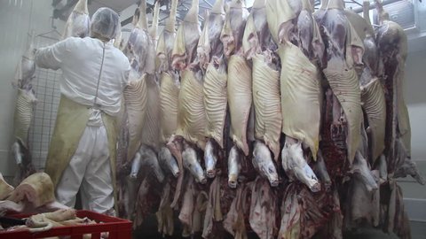 Butcher working in the slaughterhouse, row of hanging bodies of pig in cold storage