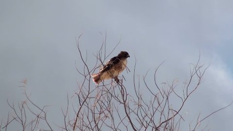 Hawk, perched on leafless tree branch, flies away. 1920x1080