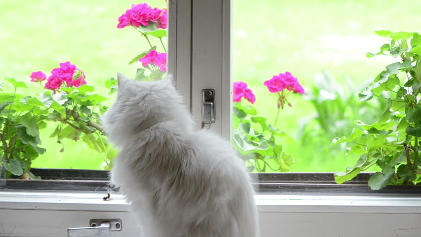 White Fluffy Cat Pet Sit Stock Footage Video 100 Royalty Free Shutterstock