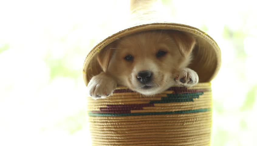 puppy golden color sits in a wicker basket with lid