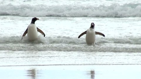 Gentoo Penguin - Pygoscelis papua - Magellanic Penguin - Spheniscus magellanicus - Falkland Islands