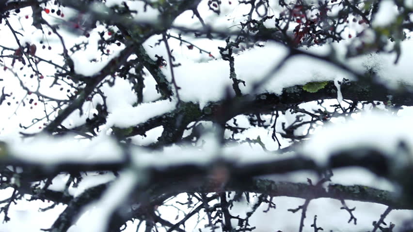 Tree with Berries in Winter Stock Footage Video (100% Royalty-free) 6298121 | Shutterstock