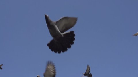 Flock of Pigeons in the Sky. Camera is pointed straight up. Pigeons fly over it gracefully against the blue sky. Slow Motion at a rate of 480 fps