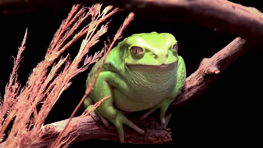 Waxy monkey leaf frog (Phyllomedusa sauvagii).