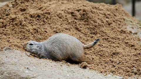 American prairie dog digging a burrow
