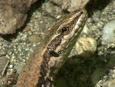 Lizard. Eye of lizard. Closeup view.